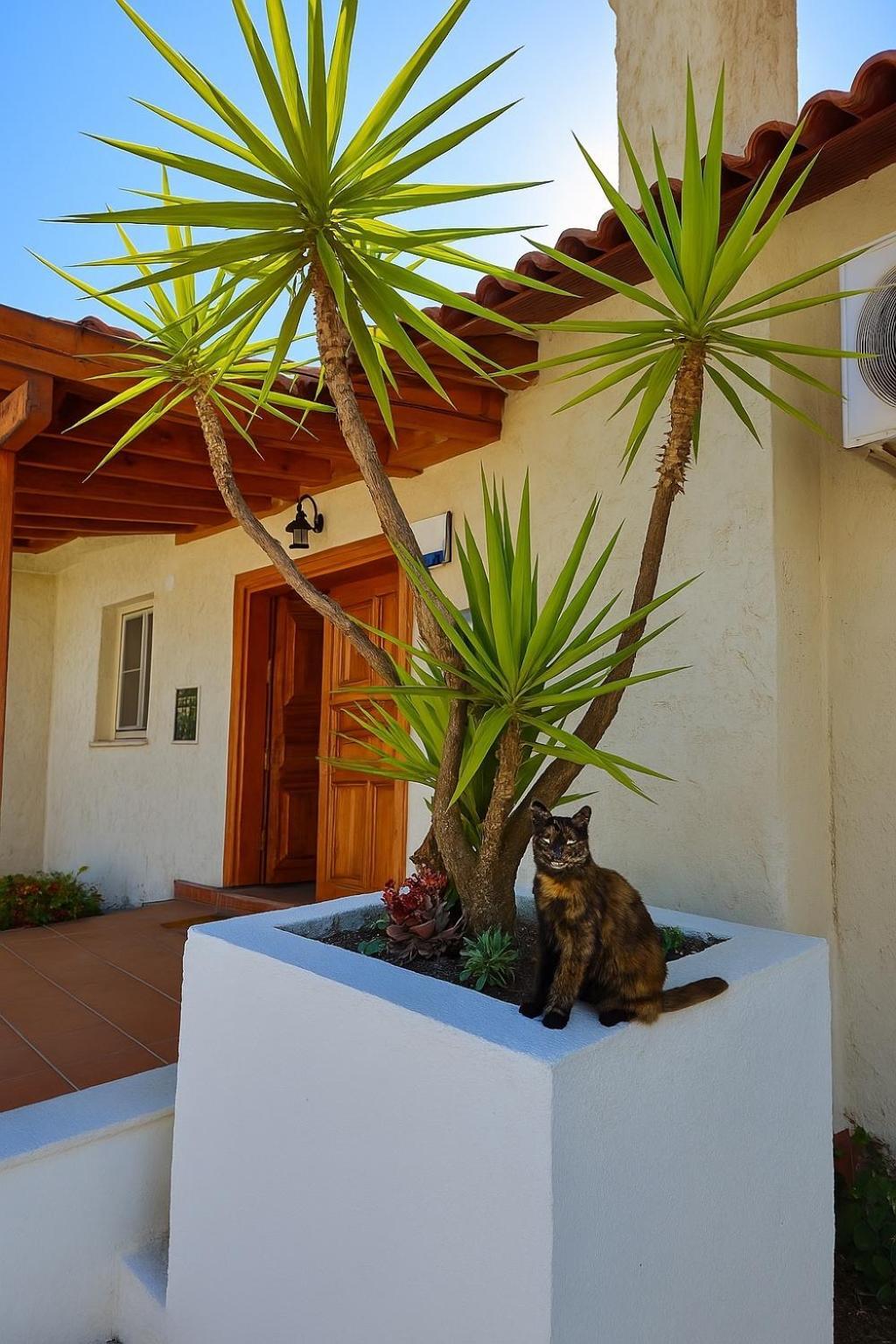 Villa Cedrus Akyaka  Ngoại thất bức ảnh